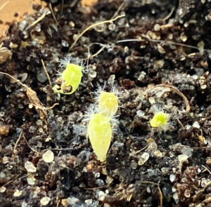 Four very small, about 3mm wide by 5mm tall cacti seedlings, Mamillaria plumosa