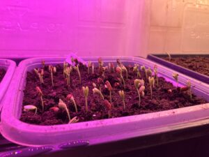 Tray of Albizia julibrisson seedlings under grow lights